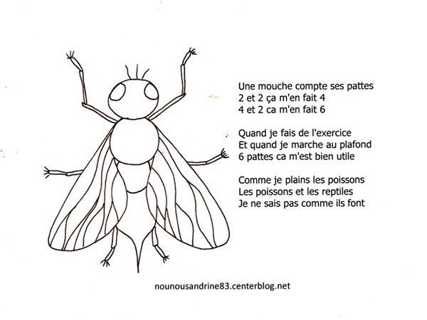 comptine : mouche